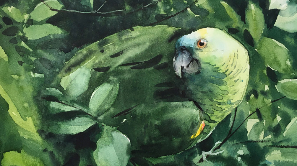 Video class – Parrot