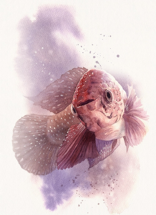 Peixe Nematolebias whitei