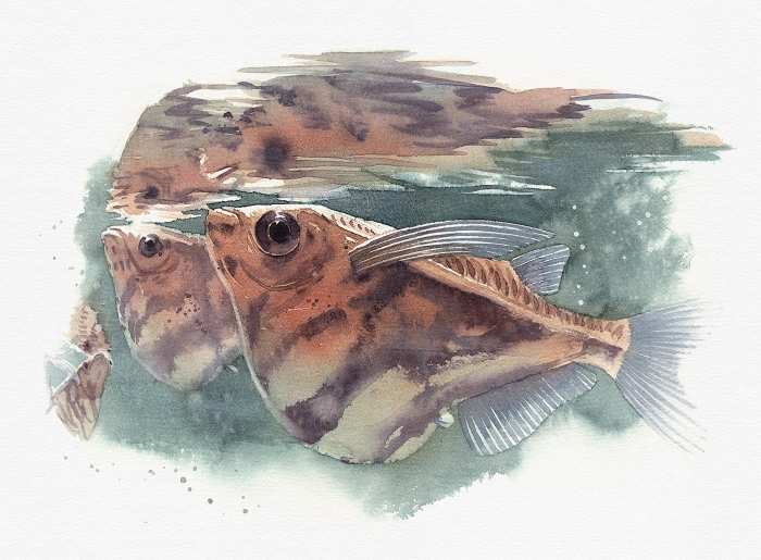 Carnegiella strigata