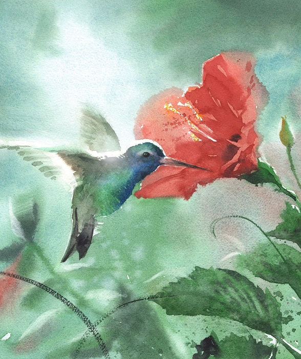 Hummingbird suez brasil